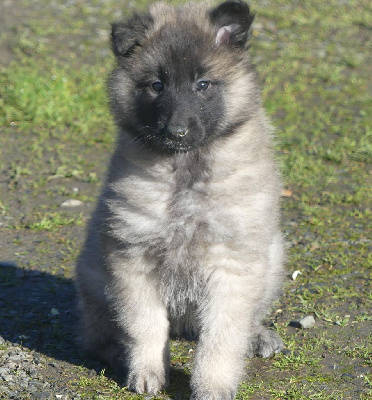 CHIOT sable charbonnée collier jaune