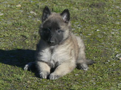 CHIOT sable charbonnée collier vert