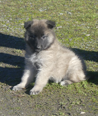 CHIOT sable charbonnée collier violet