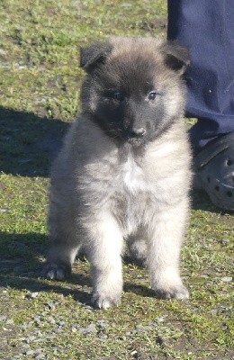 CHIOT sable charbonnée collier violet