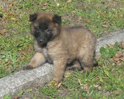 CHIOT fauve charbonné