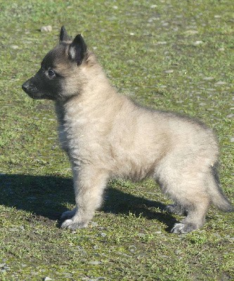 CHIOT sable charbonnée collier vert