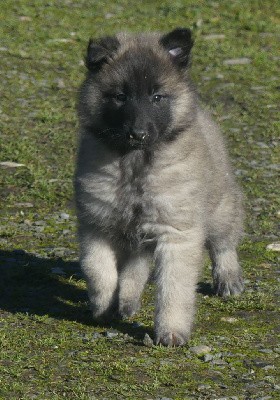 CHIOT sable charbonnée collier jaune