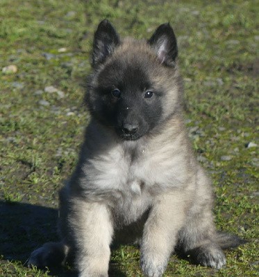 CHIOT sable charbonnée collier vert