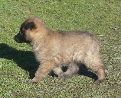 CHIOT fauve charbonné