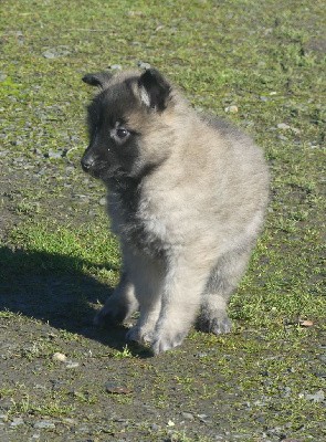 CHIOT sable charbonnée collier jaune