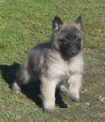 CHIOT sable charbonnée collier vert