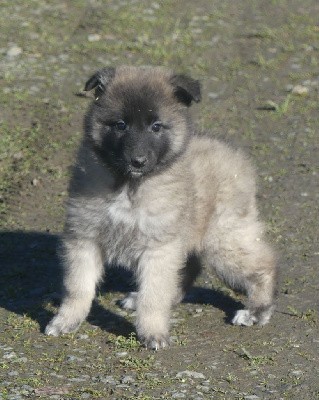 CHIOT sable charbonnée collier violet