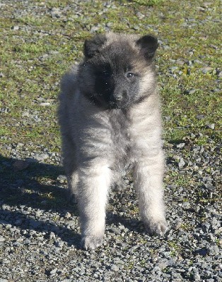 CHIOT sable charbonnée collier jaune