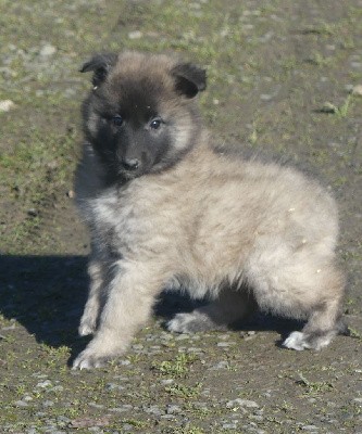 CHIOT sable charbonnée collier violet