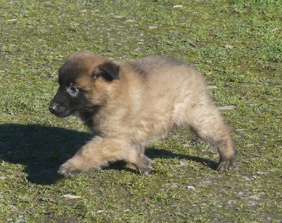 CHIOT fauve charbonné