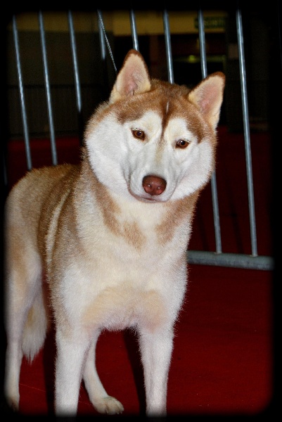 Sheytan's beauty Catimini