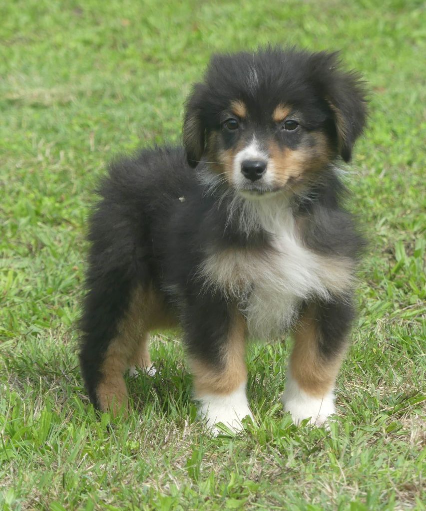 of Wolf's River - Chiots disponibles - Berger Australien