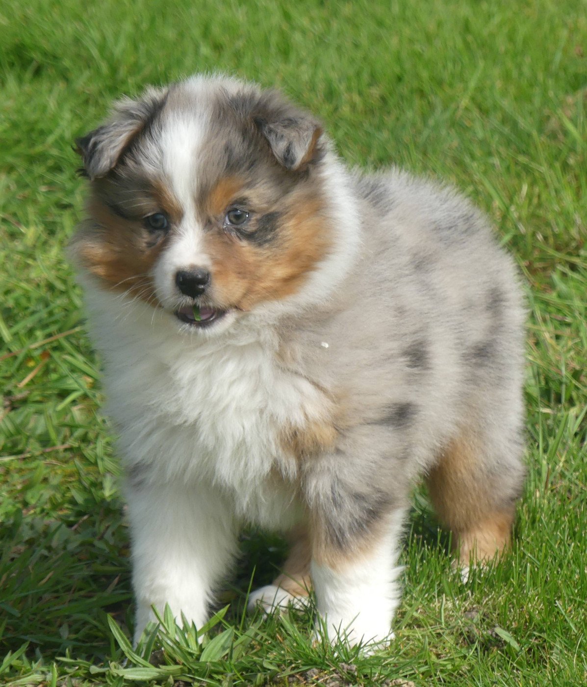 of Wolf's River - Chiots disponibles - Berger Australien