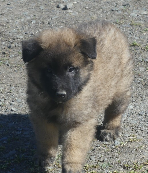 of Wolf's River - Chiots disponibles - Berger Belge