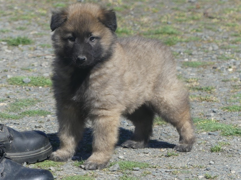 of Wolf's River - Chiots disponibles - Berger Belge