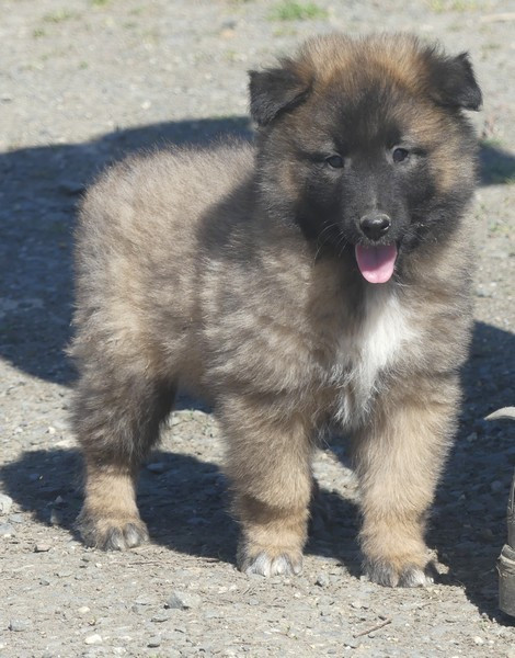 of Wolf's River - Chiots disponibles - Berger Belge