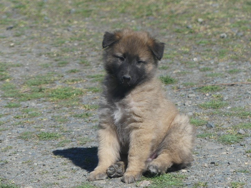 of Wolf's River - Chiots disponibles - Berger Belge