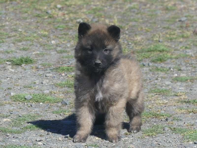 of Wolf's River - Chiots disponibles - Berger Belge