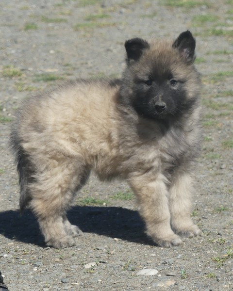 of Wolf's River - Chiots disponibles - Berger Belge