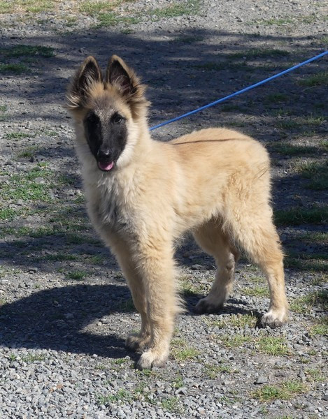 of Wolf's River - Chiots disponibles - Berger Belge