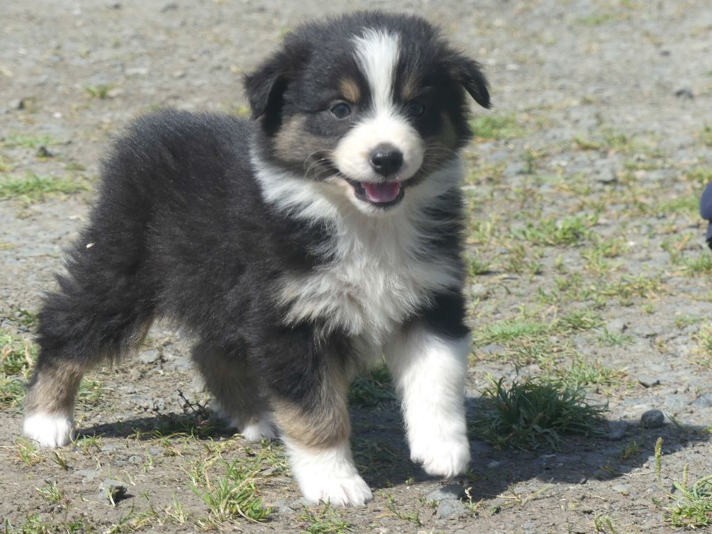 of Wolf's River - Chiots disponibles - Berger Australien
