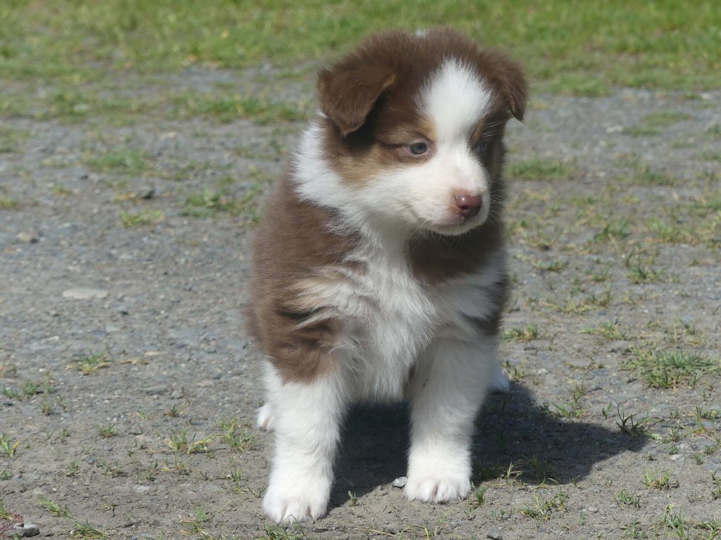 of Wolf's River - Chiots disponibles - Berger Australien