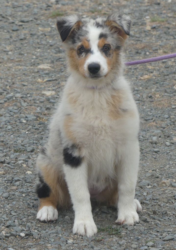of Wolf's River - Chiots disponibles - Berger Australien