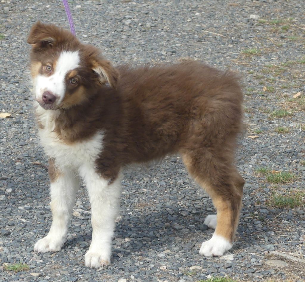 of Wolf's River - Chiots disponibles - Berger Australien