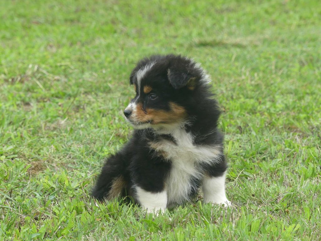 of Wolf's River - Chiots disponibles - Berger Australien