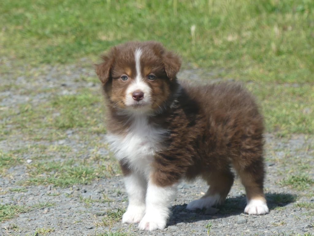 of Wolf's River - Chiots disponibles - Berger Australien