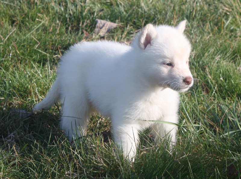 of Wolf's River - Siberian Husky - Portée née le 02/12/2010