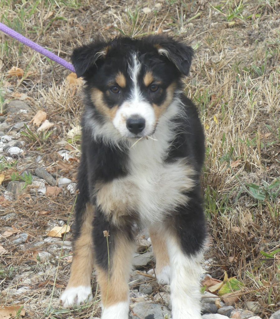 of Wolf's River - Chiots disponibles - Berger Australien