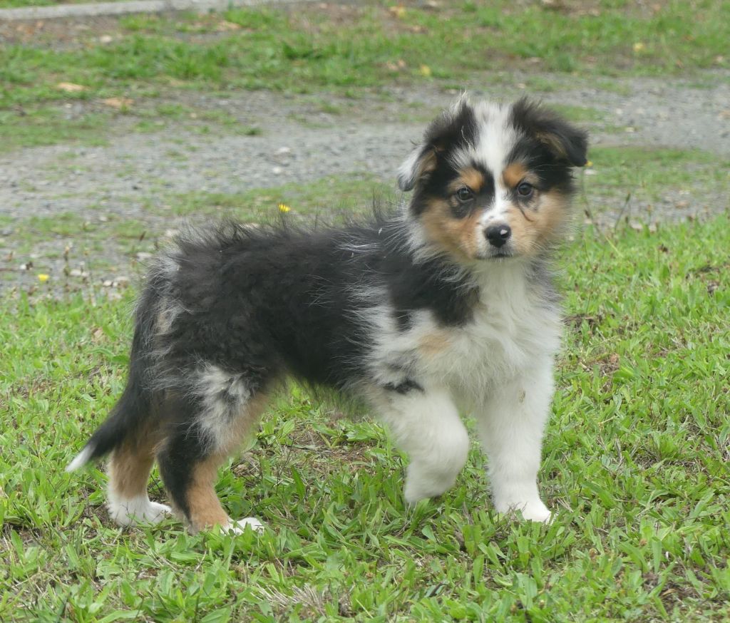 of Wolf's River - Chiots disponibles - Berger Australien