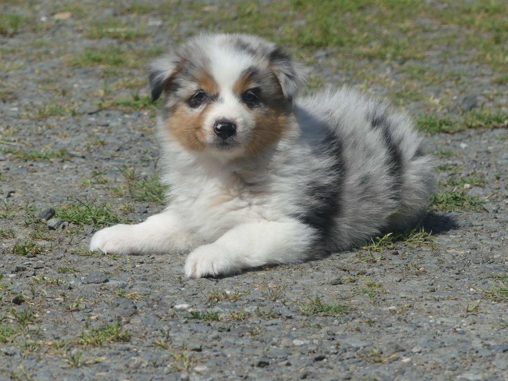 of Wolf's River - Chiots disponibles - Berger Australien