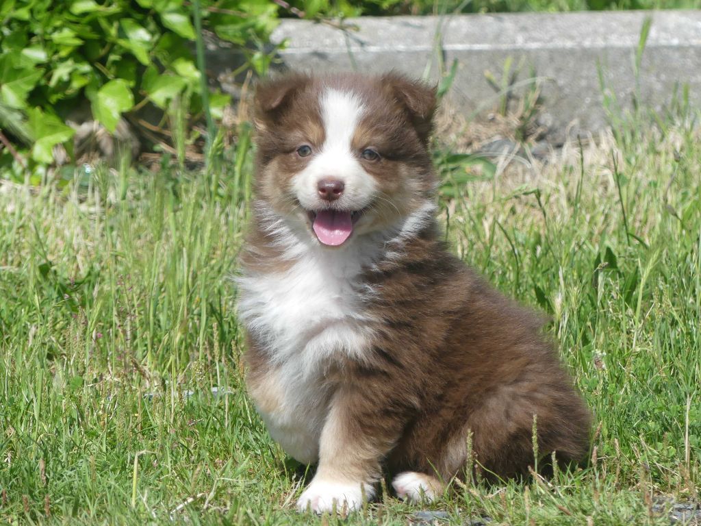 of Wolf's River - Chiots disponibles - Berger Australien
